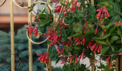 Отель Плаза, Анапа, Витязево