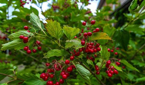 Гостевой дом Светлана, Ейск
