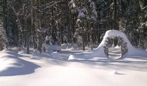 Пихтовый бор