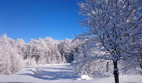 Пихтовый бор