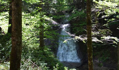 Пихтовый бор