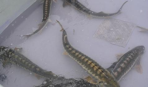 Осетровый курень