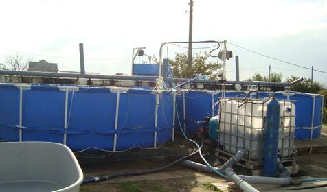 Осетровый курень