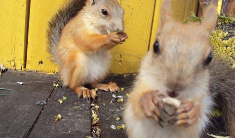 Зооуголок. Пансионат Tizdar Resort & Spa 4*