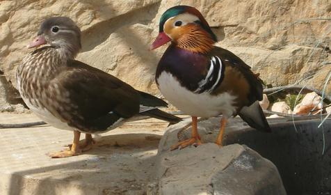 Зооуголок. Пансионат Tizdar Resort & Spa 4*