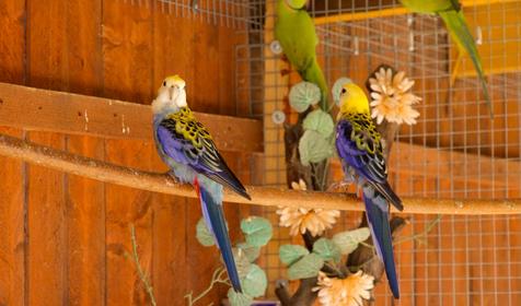 Зооуголок. Пансионат Tizdar Resort & Spa 4*