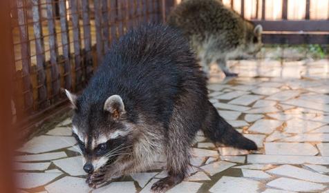 Зооуголок. Пансионат Tizdar Resort & Spa 4*