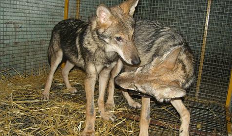 Зооуголок. Пансионат Tizdar Resort & Spa 4*