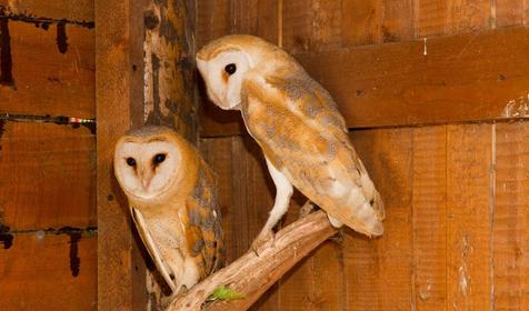 Зооуголок. Пансионат Tizdar Resort & Spa 4*