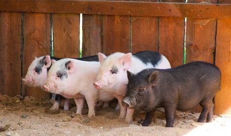 Зооуголок. Пансионат Tizdar Resort & Spa 4*