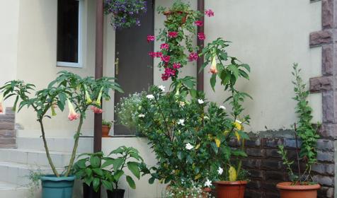 Вилла Гардения