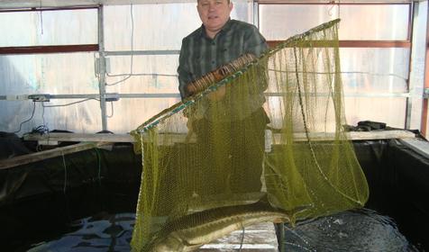 Осетровый курень