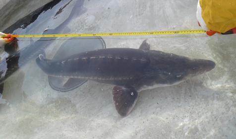 Осетровый курень