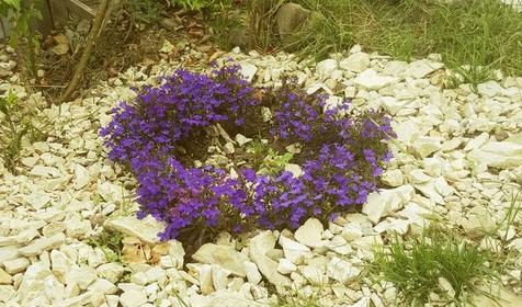 Гостевой дом Мирель, г. Сочи, п. Аше