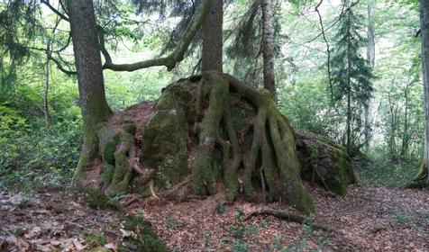 Село Соленое, Мостовский р-н