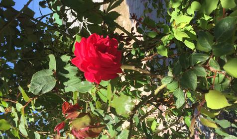 Южный берег