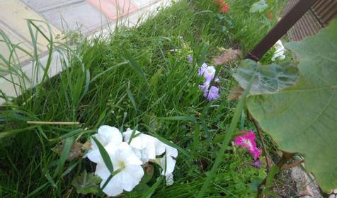 Ахтарский дворик