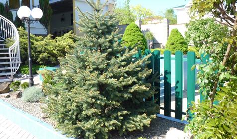 Гостевой дом Оазис, Туапсинский район, Пляхо