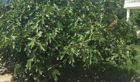 Гостиница Ольга, Малый Утриш