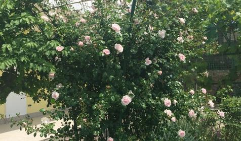 Гостиница Ольга, Малый Утриш