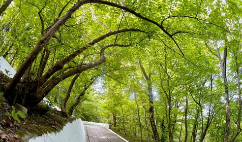 Пансионат Маяк, Туапсе, Шепси