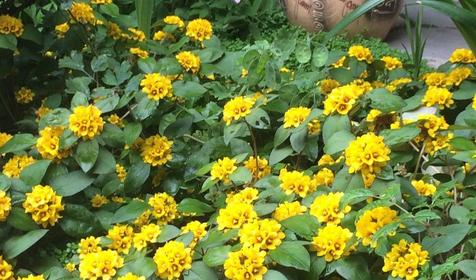 Мини-гостиница Арина, г. Сочи, Адлерский район, г. Адлер