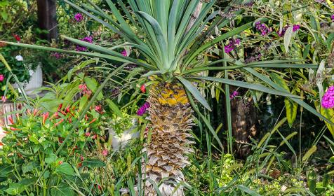 Гостевой дом Арина, Туапсе, Джубга