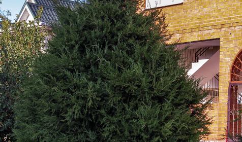 Гостевой дом Арина, Туапсе, Джубга