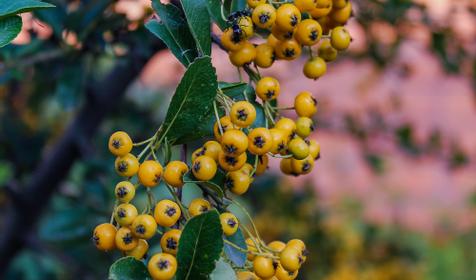 Гостевой дом Арина, Туапсе, Джубга