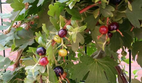 Коттедж У Леонида, Ейск