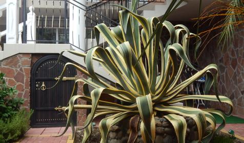 Сибиряк (Sibiryak)