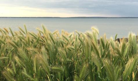 На Таманском Заливе