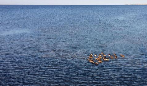 На Таманском Заливе