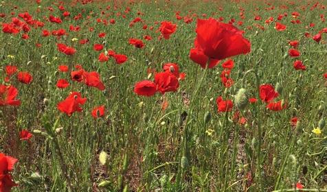 На Таманском Заливе