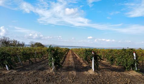 Станица Голубицкая