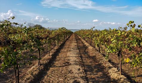 Станица Голубицкая