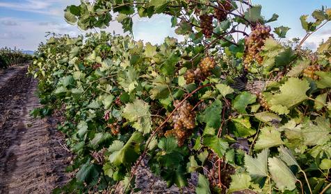 Станица Голубицкая