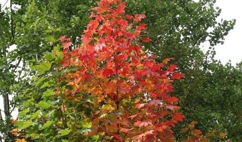 Коттедж Сосновая терраса, плато Лаго-Наки