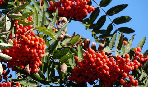 Коттедж Сосновая терраса, плато Лаго-Наки