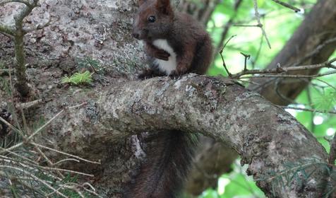 Коттедж Сосновая терраса, плато Лаго-Наки