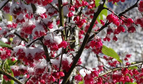 Коттедж Сосновая терраса, плато Лаго-Наки