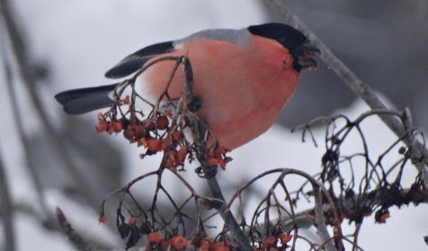 Коттедж Сосновая терраса, плато Лаго-Наки