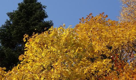 Коттедж Сосновая терраса, плато Лаго-Наки