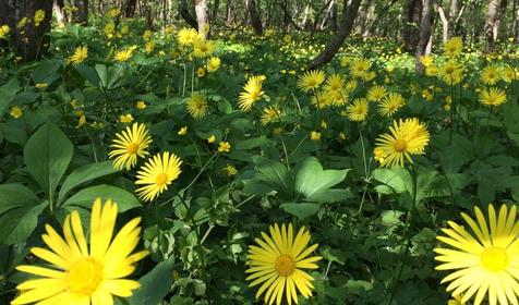 Гостевой дом У Макса, Северский район, Тхамаха