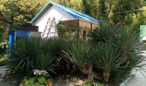 Лесная сказка