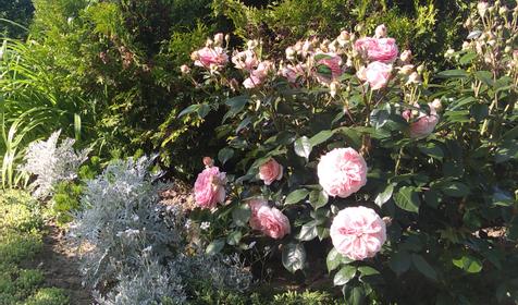 Гостевой дом Клевер. Туапсе, Новомихайловский