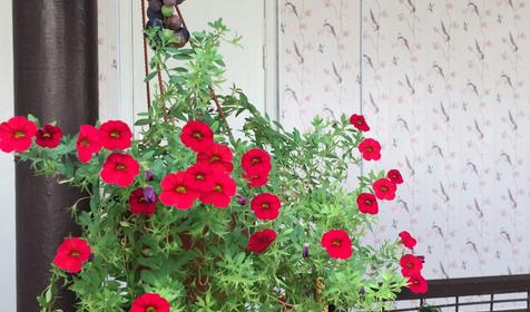 Коттедж двухкомнатный. Частный дом Ласточка, Туапсе, Небуг