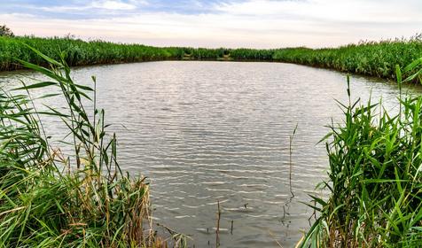 Рыболовная база Шаповаловский пруд, Красноармейский район, ст. Ивановская