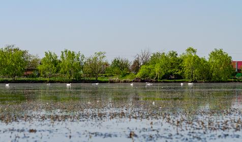Рыболовная база Шаповаловский пруд, Красноармейский район, ст. Ивановская