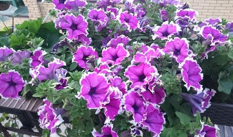 Гостевой дом Магнолия, Анапа